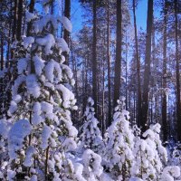 Зима в лесу :: Людмила Смородинская