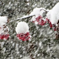 Заметает зима :: Лариса С.