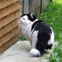 Сосед по даче :: Лариса С.