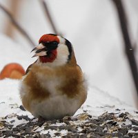 Щегол :: Лина 