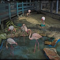 Израиль *Хайфа *зоопарк *2026г :: ujgcvbif 