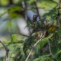 желтоголовый королек. :: юрий макаров