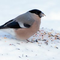 **** :: Владимир Безбородов
