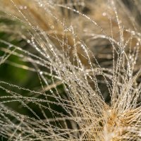 Краски лета. Утренняя роса. :: Алексей Трухин