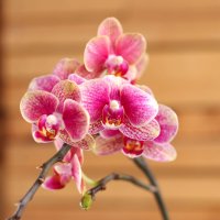 Моя коллекция орхидей :: Irene Irene