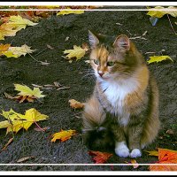 Моя киса :: Владимир Кроливец