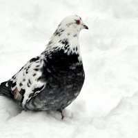 Черное на белом.... :: Анатолий Анищик