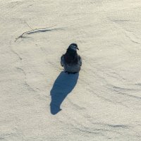 Голубь на снегу :: Константин Бобинский