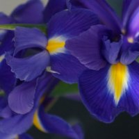 Ирисы... :: Алёна Савина Ирисы... :: Алёна Савина