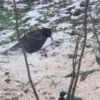 Скворец вернулся домой :: Наталья 