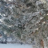 Все деревья в инее, точно в серебре... :: Людмила 