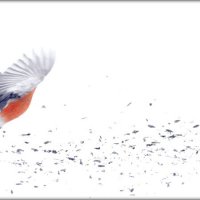 Снегири этого года ... :: Сергей 