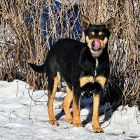 когда мерзнет нос :: Aleksandr 