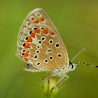 Искупалась в утренней росе... :: Надежда Куркина Искупалась в утренней росе... :: Надежда Куркина