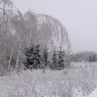 После "ледяного" дождя. :: Сергей Ц