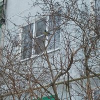 Синичка :: BoxerMak Mak