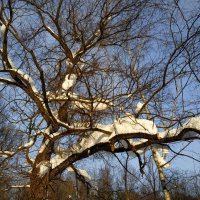 Зима, фотограф торжествует :: Андрей Лукьянов Зима, фотограф торжествует :: Андрей Лукьянов