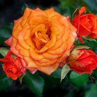 Розы :: Елена Сухорученкова