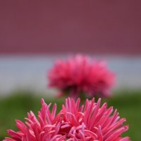 Астры :: Дарья Шуклина