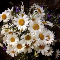 Солнечный букет! :: Нина Андронова