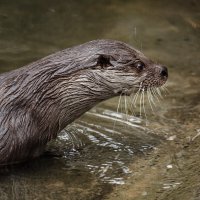 Выдра :: SanSan 
