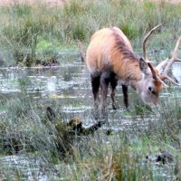 Водопой :: ирина 