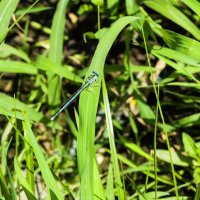 Голубая стрекоза :: Наталья (ShadeNataly) Мельник