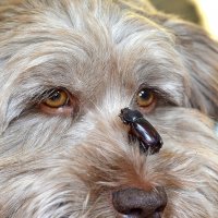 Блоха ??? - точно,  Ледникового периода... )) :: Владимир Хиль