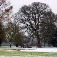 У дуба которому 310 лет :: Юрий. Шмаков