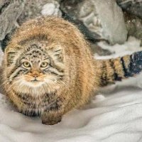 МАНУЛ :: Аркадий Лаптенко