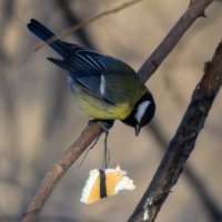 *** :: Александр. AVG100 ---