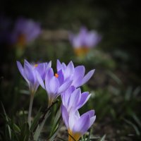 Уже скоро :: Игорь Шевченко