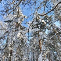 деревья покрылись существами :: Владимир 