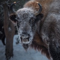 Смотри в глаза :: Дмитрий Шишкин