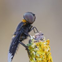 Муха Темнокрылка.(Hemipenthes velutina) :: Александр Григорьев