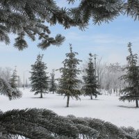 Зима в парке :: Оксана Новик 
