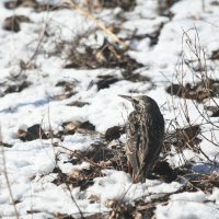 Глупый скворец :: Татьяна Евдокимова