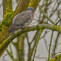 (°-°) :: Jakob Dick