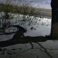 Не спалось. Посмотрела ночью в окно...Что за зверь? :: Татьяна Смоляниченко