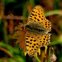 опять про бабочек...431 :: Александр Прокудин