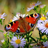 опять про бабочек...435 :: Александр Прокудин