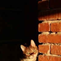 Мурзик :: Irene Irene