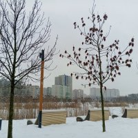 Зима :: Сапсан 