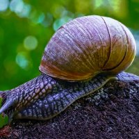 Виноградная улитка :: Aleksey Afonin