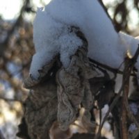 *** :: Шу Юншен *** :: Шу Юншен