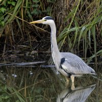 Серая цапля. :: Alexander Amromin