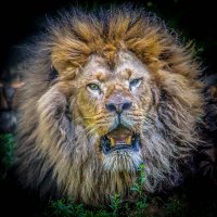 Лев РИЧАРД :: Аркадий Лаптенко