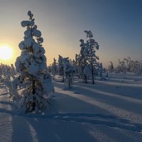 Зимнее утро в лесу :: Aleksey Afonin