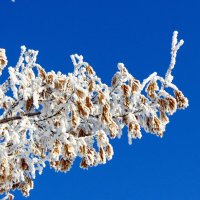 Под небом голубым. :: nadyasilyuk Вознюк