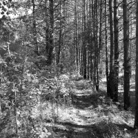 Фотография :: Денис Безногов